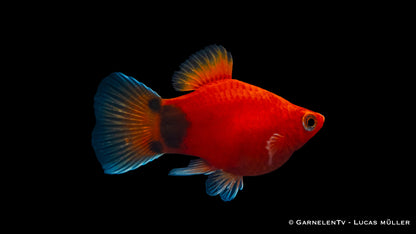 Platy korall rot mond SBS lg
