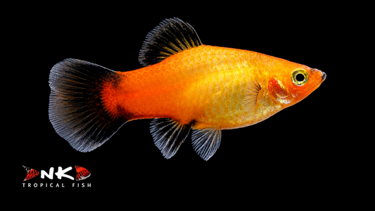 Platy Deutschland glühlicht SBS lg