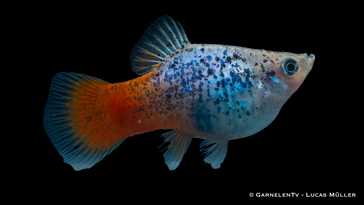 Platy blau calico glühlicht SBS lg