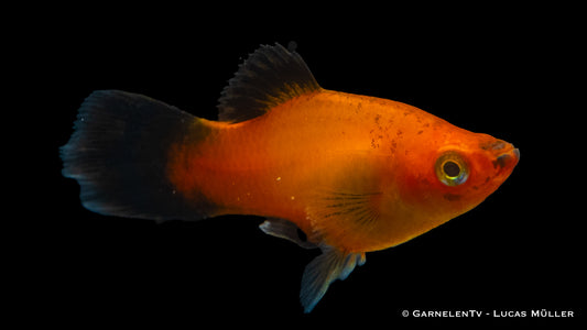 Platy Deutschland ml (Asien)