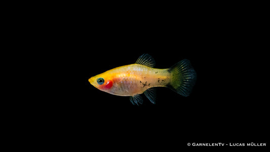 Platy gold nadel med (Asien)