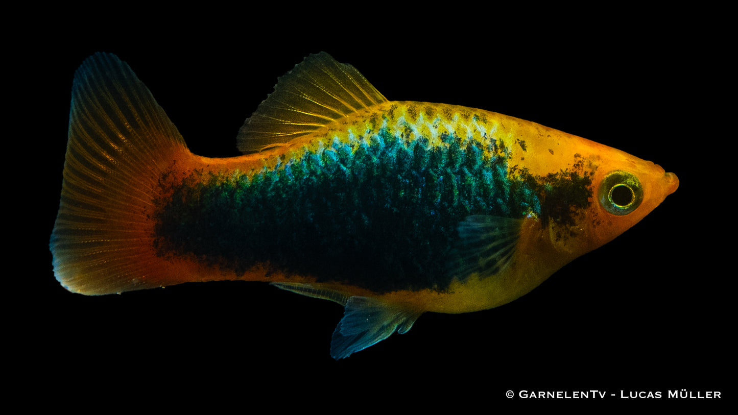 Platy hawai med (Asien)