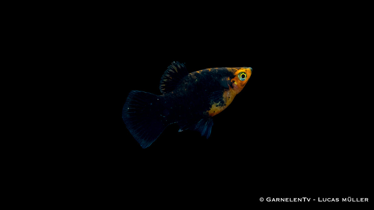 Platy schwarz ml (Asien)
