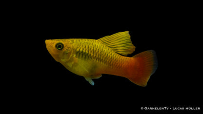 Papageienplaty hochflosse ml (Asien)