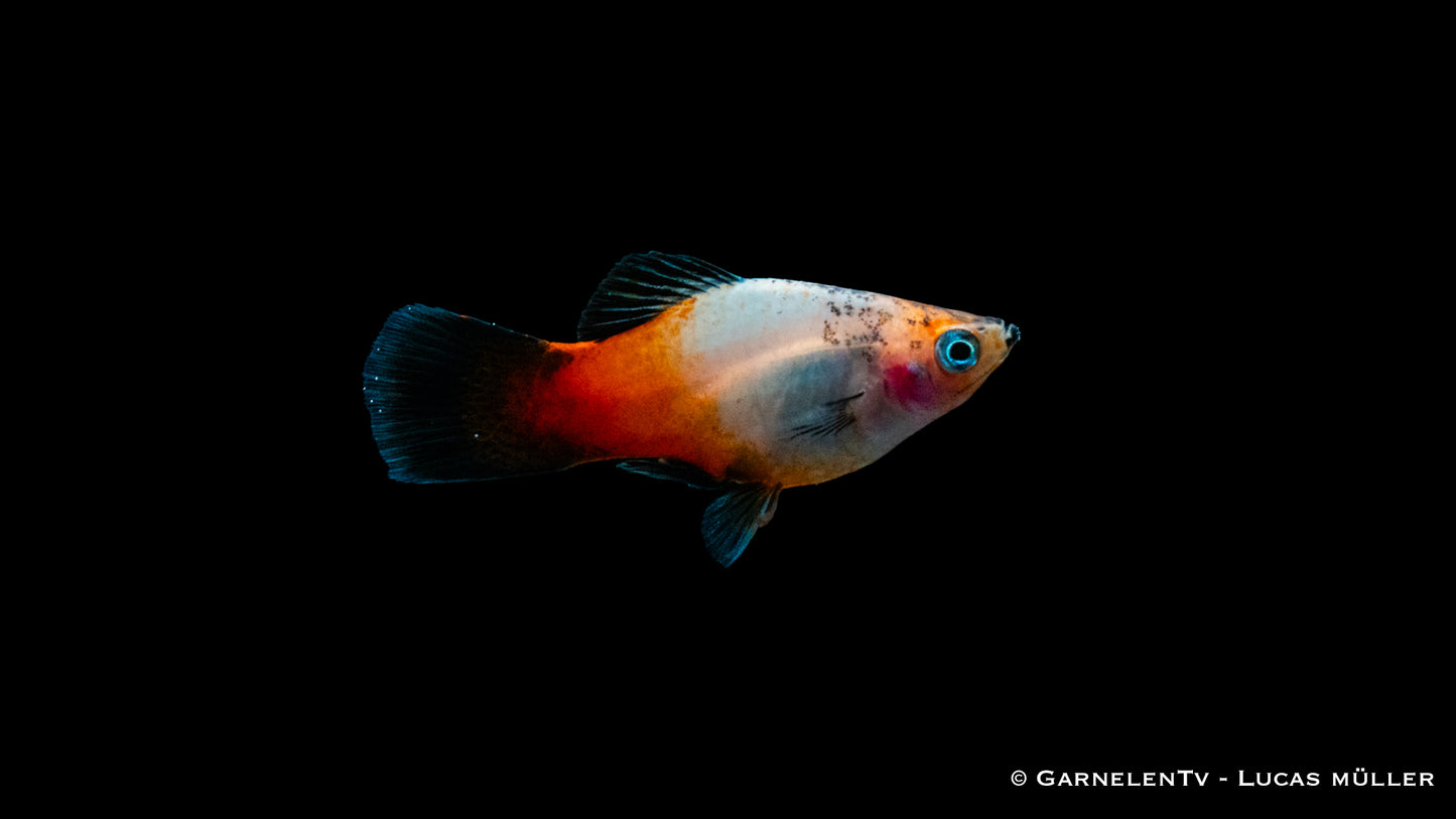Platy tricolor med (Asien)