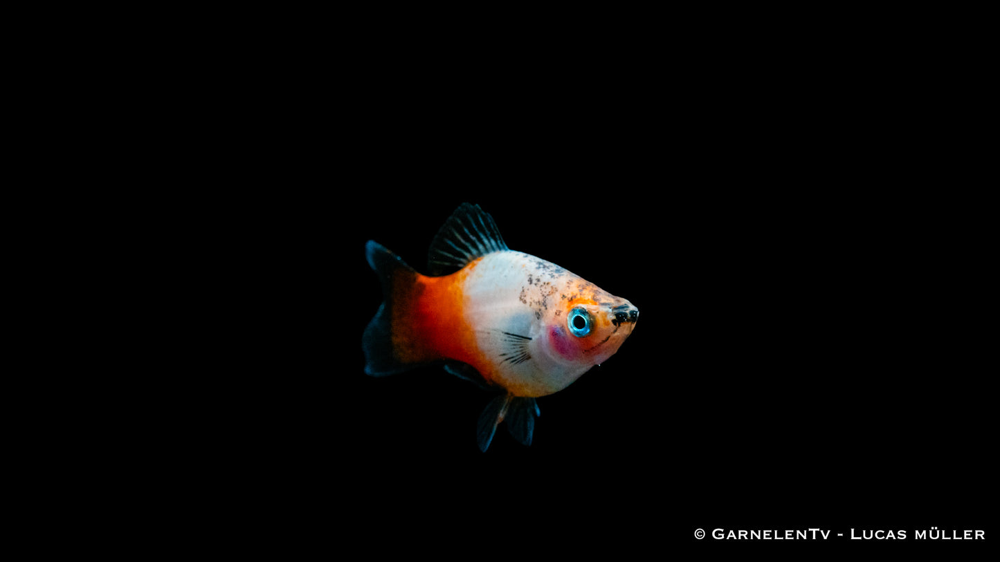 Platy tricolor med (Asien)