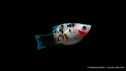 Platy dalmatiner med (Asien)