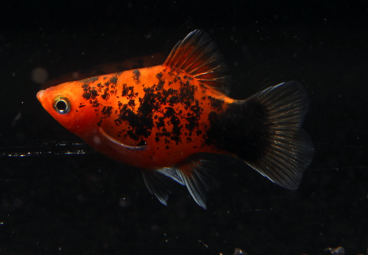 Platy ninja med (Asien)