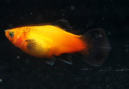 Platy Deutschland ml (Asien)