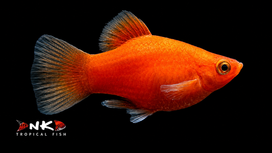 Platy korall rot SBS lg