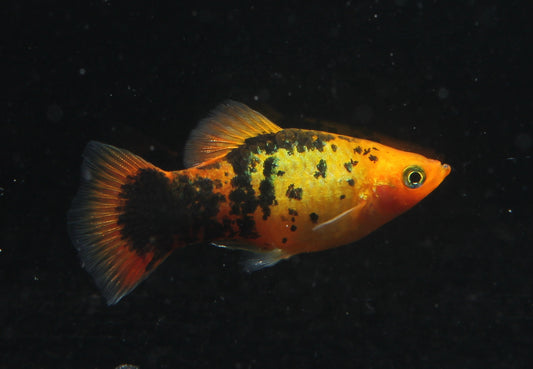 Platy marygold gepunktet ml (Asien)
