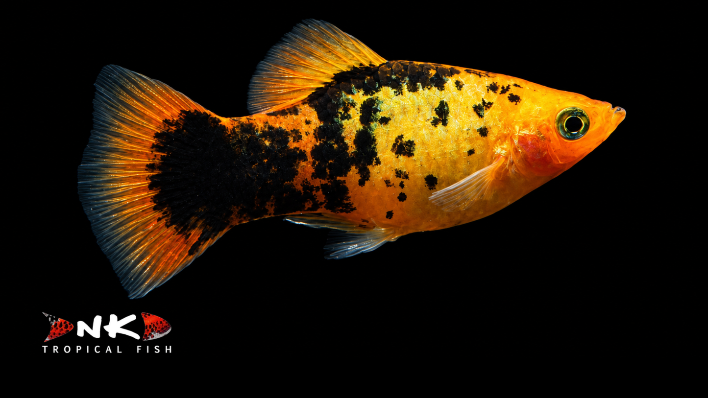 Platy marygold gepunktet glühlicht SBS ml