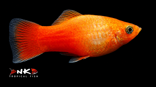 Platy marygold glühlicht SBS ml