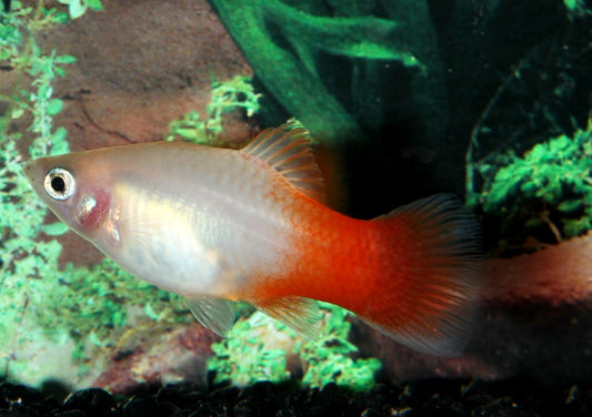 Platy red malboro ml (Asien)