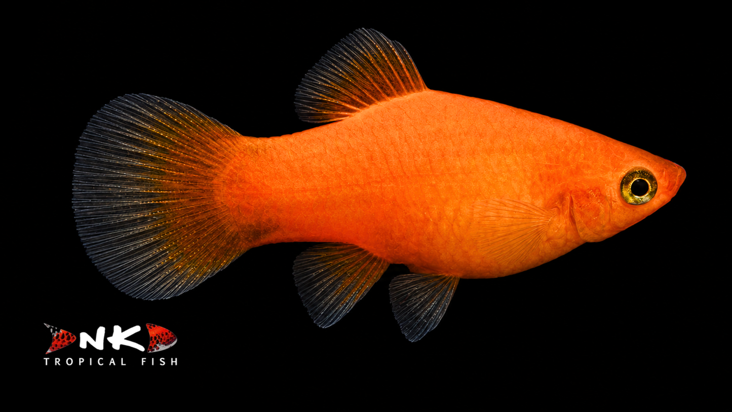 Platy rot med (Asien)