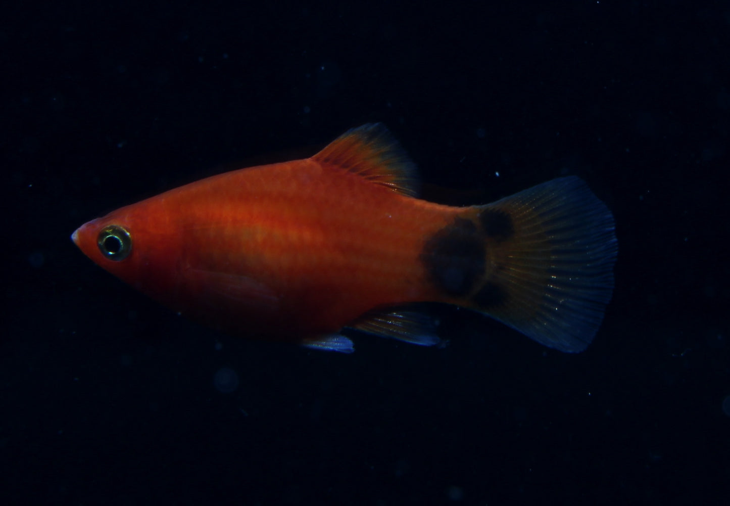 Platy rot mond med (Asien)