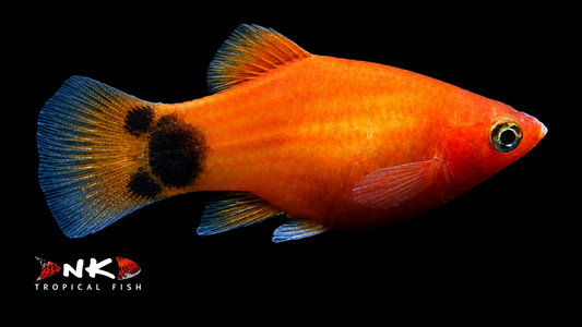 Platy rot mond med (Asien)