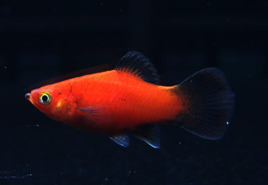 Platy rot wagtail med (Asien)