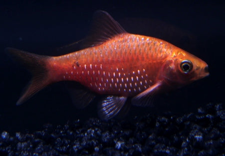 Prachtbarbe gold blood red ENZ lg