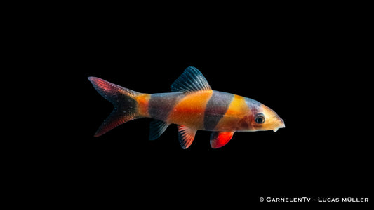 Prachtschmerle WF 4 cm