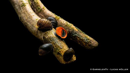 Red Lips Rennschnecke