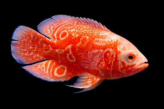 Red Nemo Oskar 8-10 cm High Quality