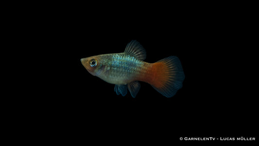 Platy regenbogen med (Asien)