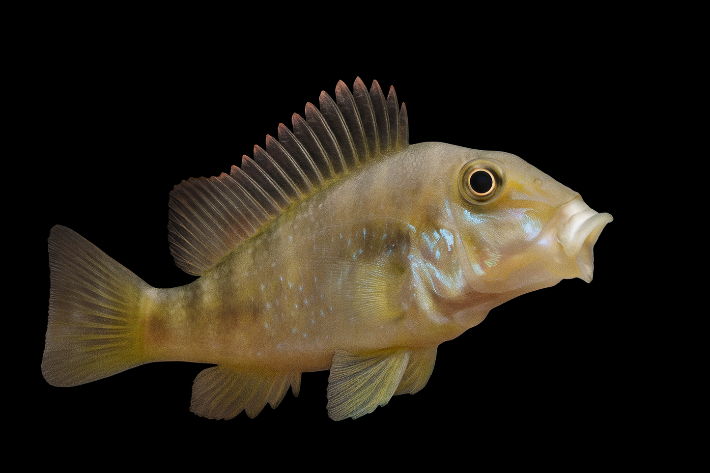 Steindreher WF 5-7 cm