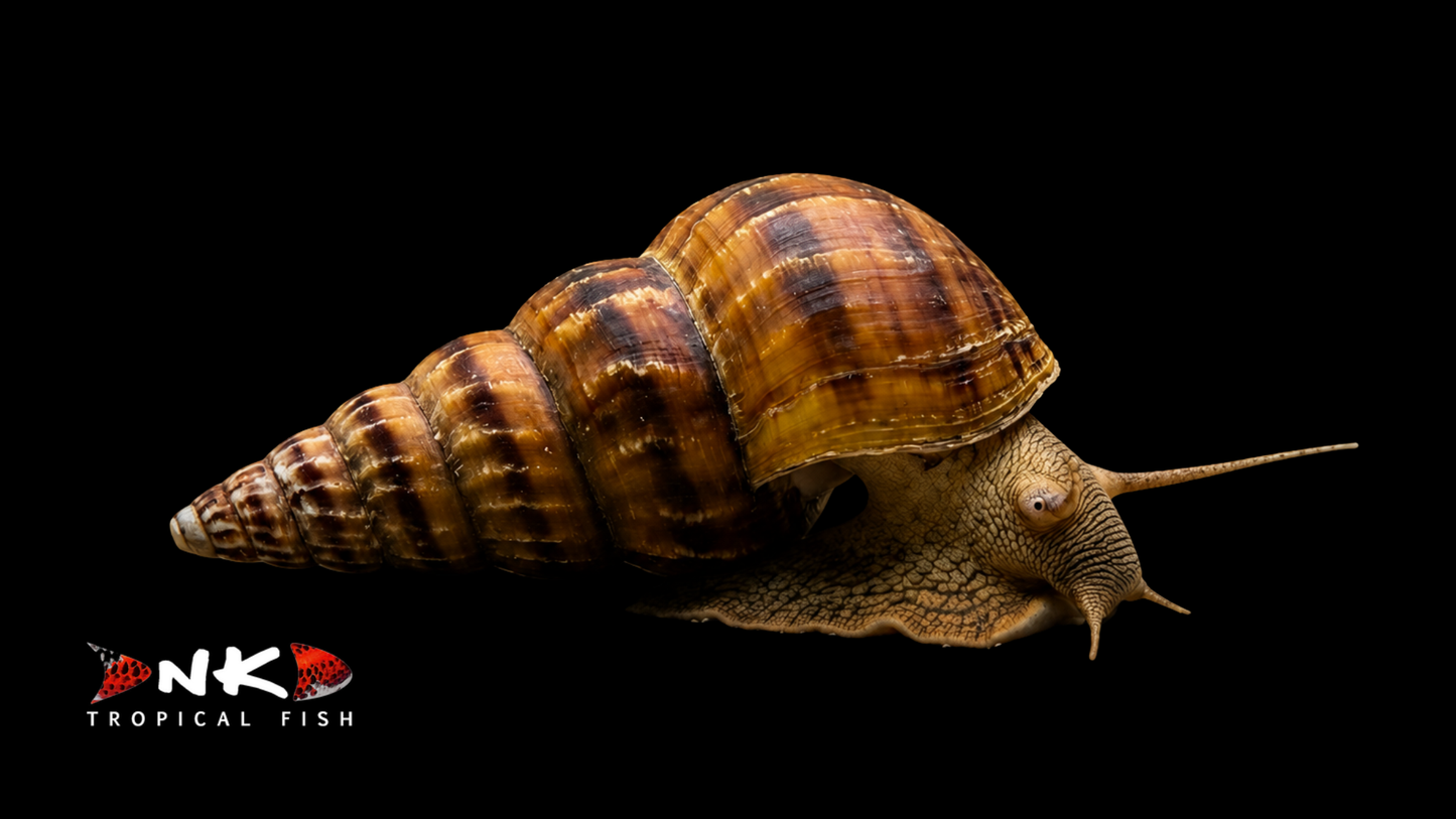 Riesenturmdeckelschnecke
