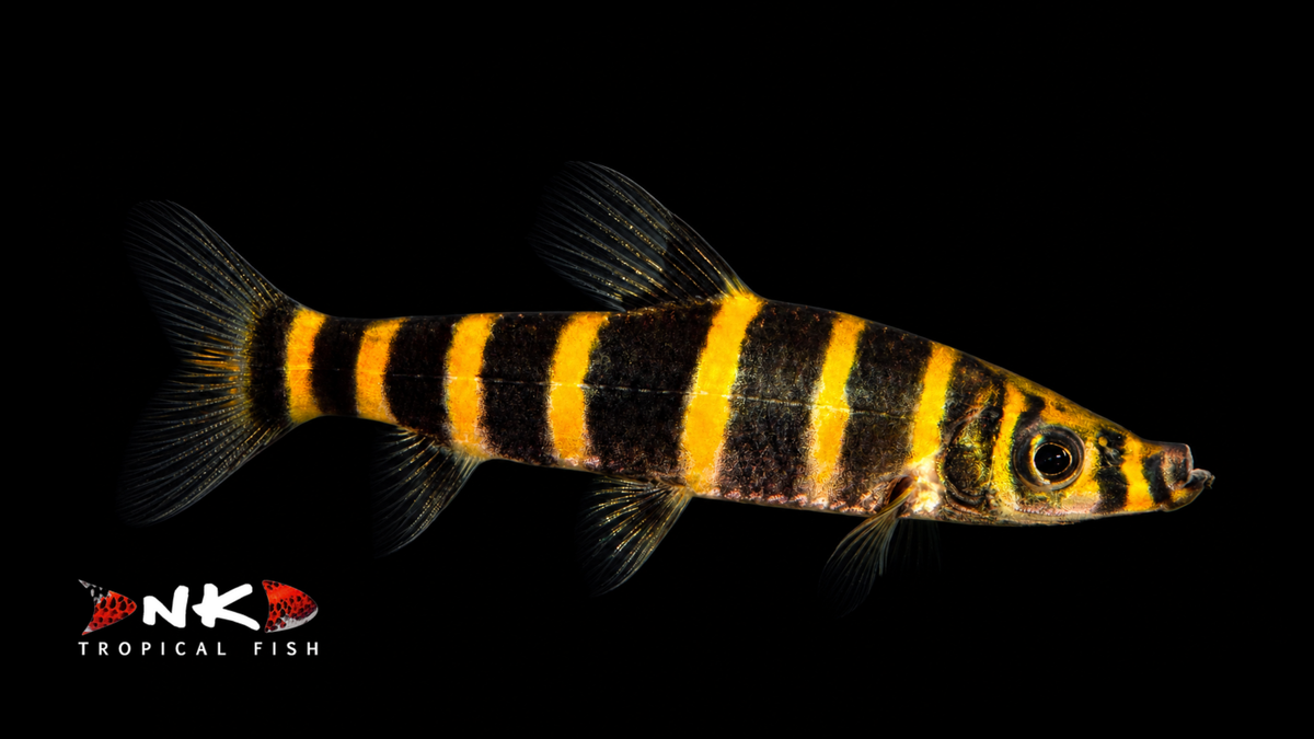 Ringelsöckchen Leporinus WF 8-10cm