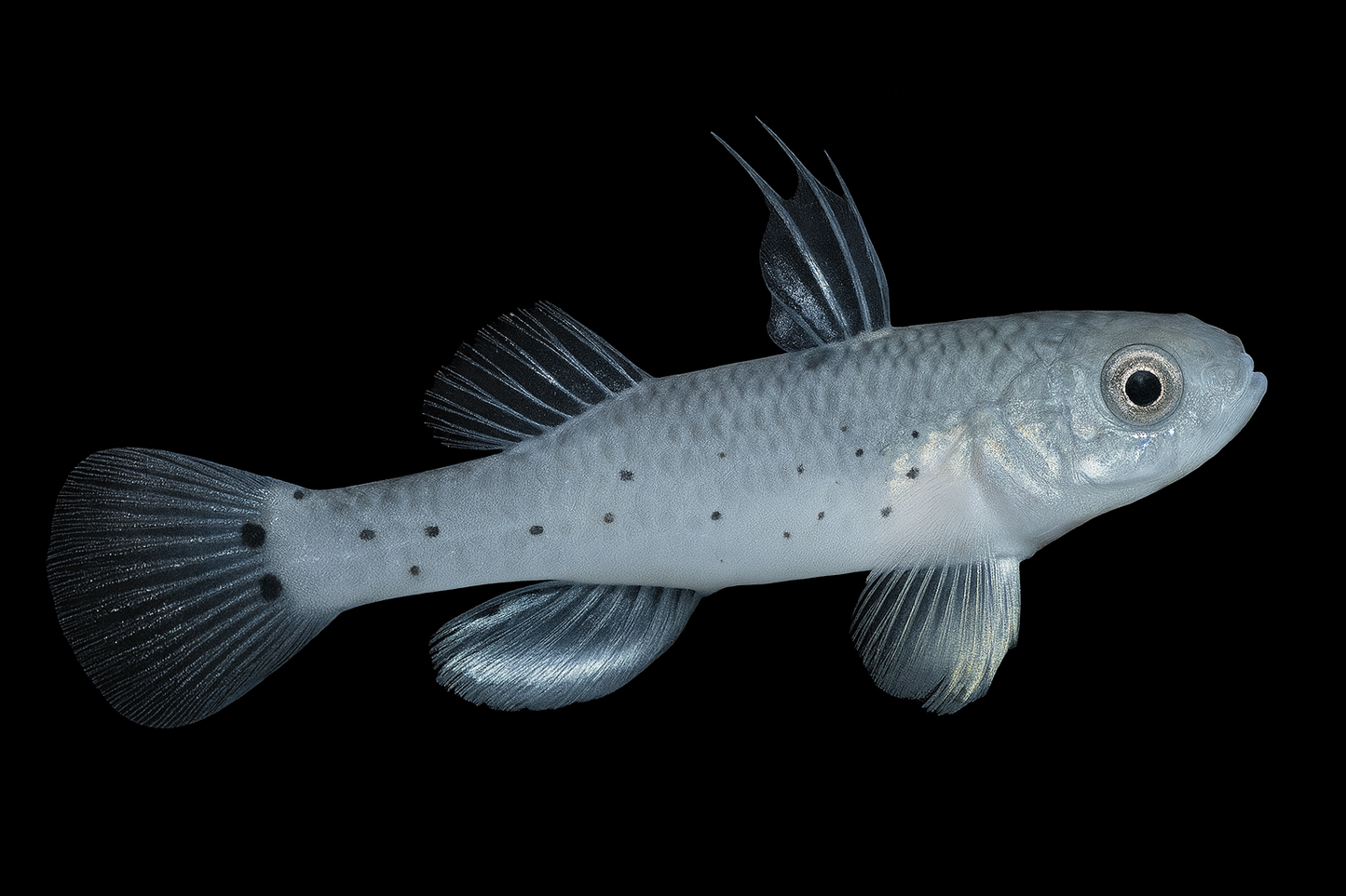 Rittergrundel 5-6 cm