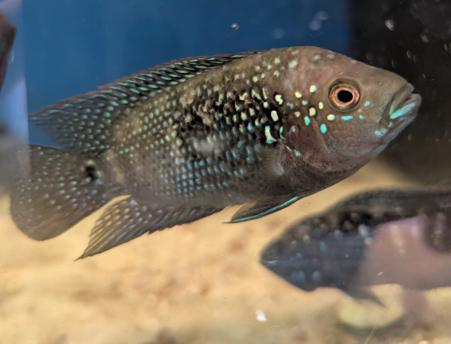 Achtbindenbuntbarsch 5-6 cm