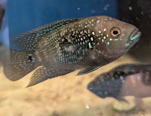 Achtbindenbuntbarsch 5-6 cm