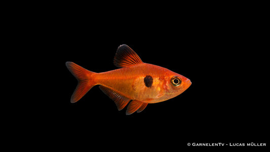 Phantomsalmler rot ENZ lg