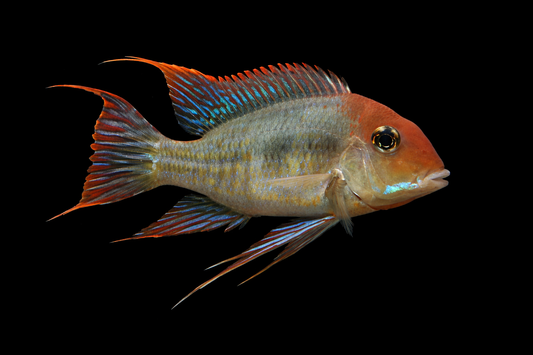 Rotkopf Geophagus 5-6 cm DNZ