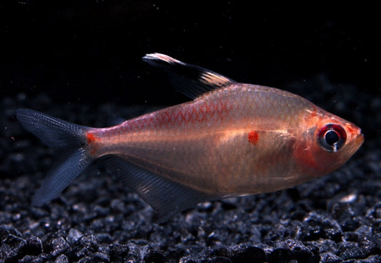 Rotrücken-Kirschflecksalmler lg