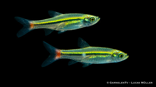 Rotschwanzbärbling med