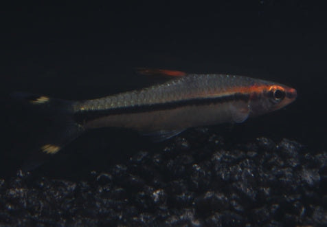 Rotstrichtorpedobarbe 4 cm