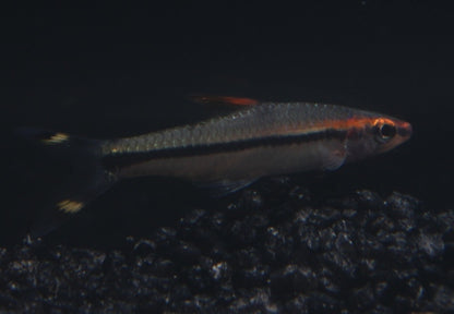 Rotstrichtorpedobarbe 4 cm