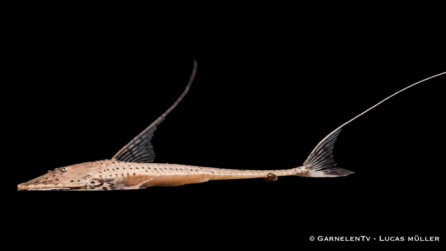 Rundkopf-Flunderharnischwels WF 15 cm