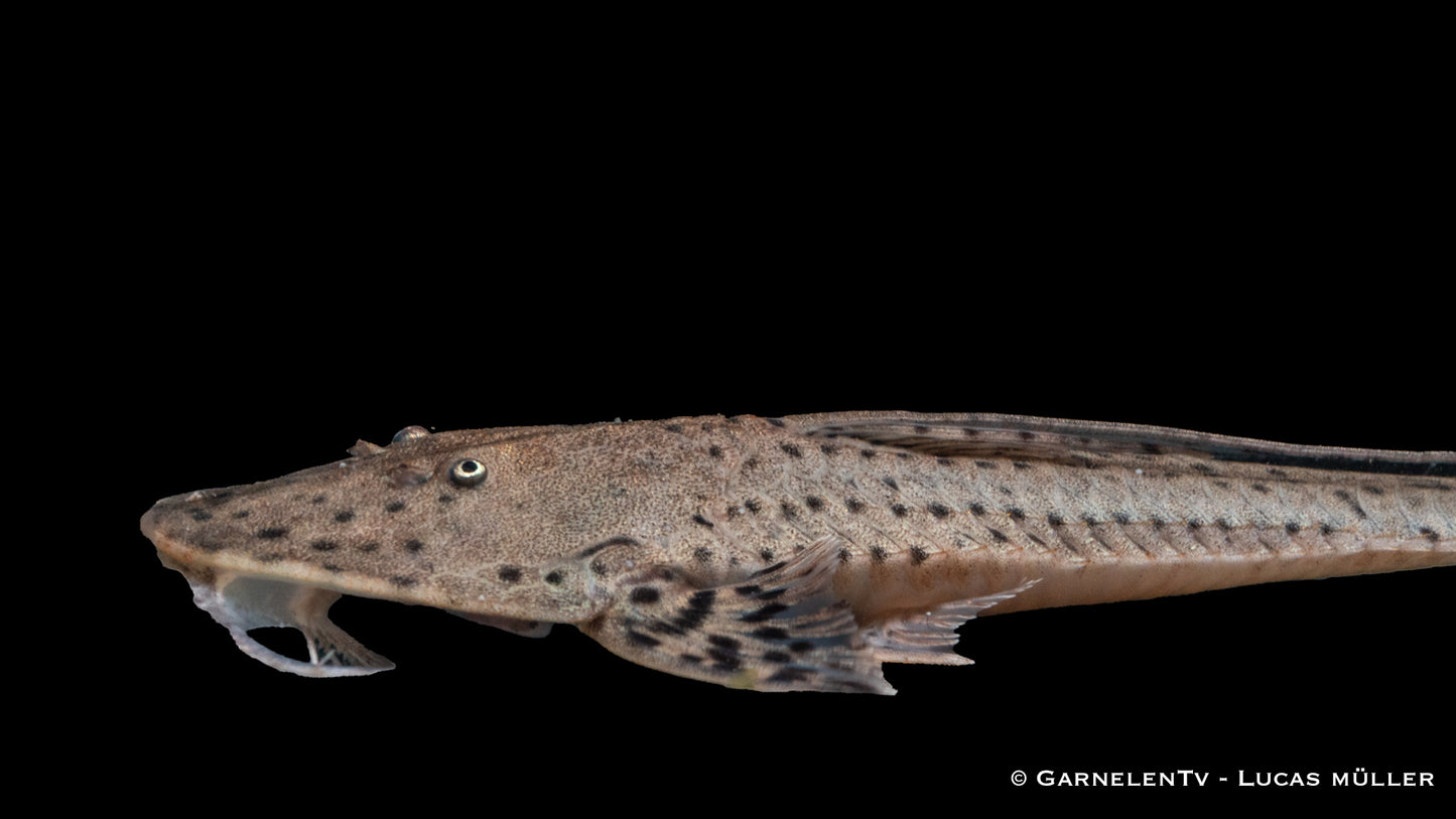 Rundkopf-Flunderharnischwels WF 15 cm