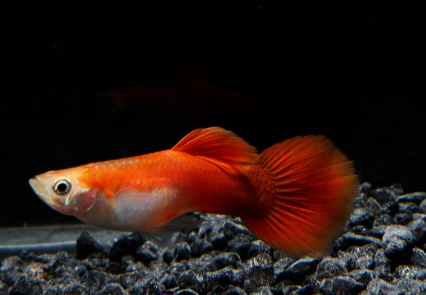 Guppy männlich red blond SBS ml