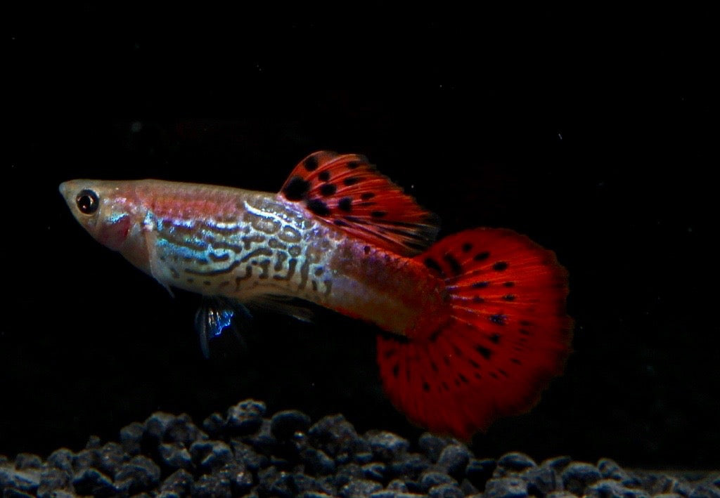 Guppy männlich cobra red ml (Singapur)