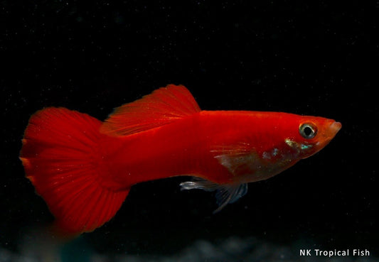 Guppy männlich red blond ml (Sri Lanka)