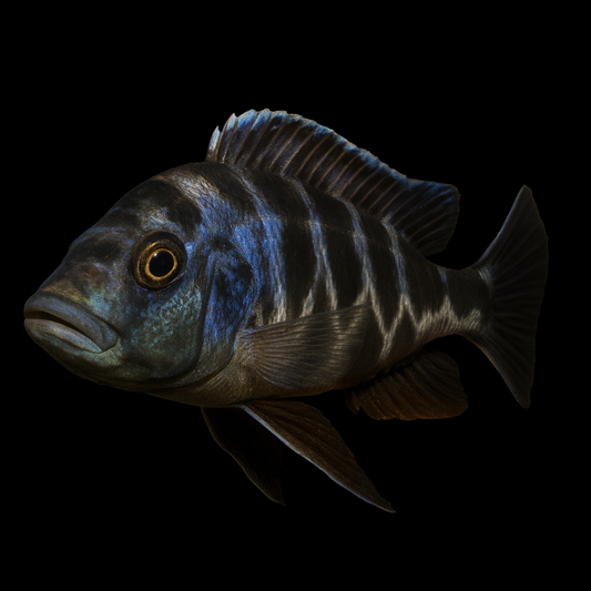 Tigermaulbrüter DNZ 6-8 cm