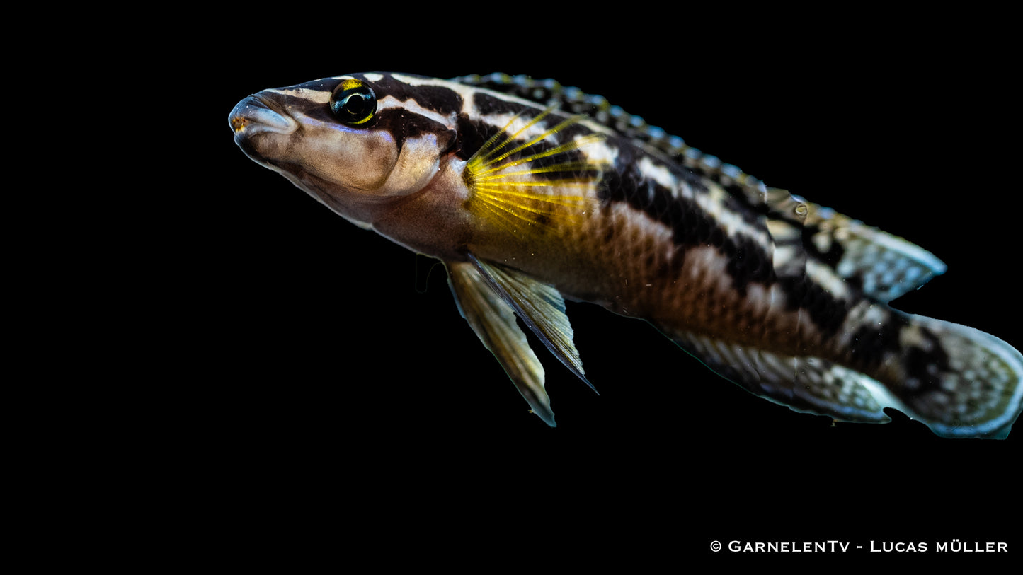 Schlankcichlide Schachbrett DNZ 4-5 cm