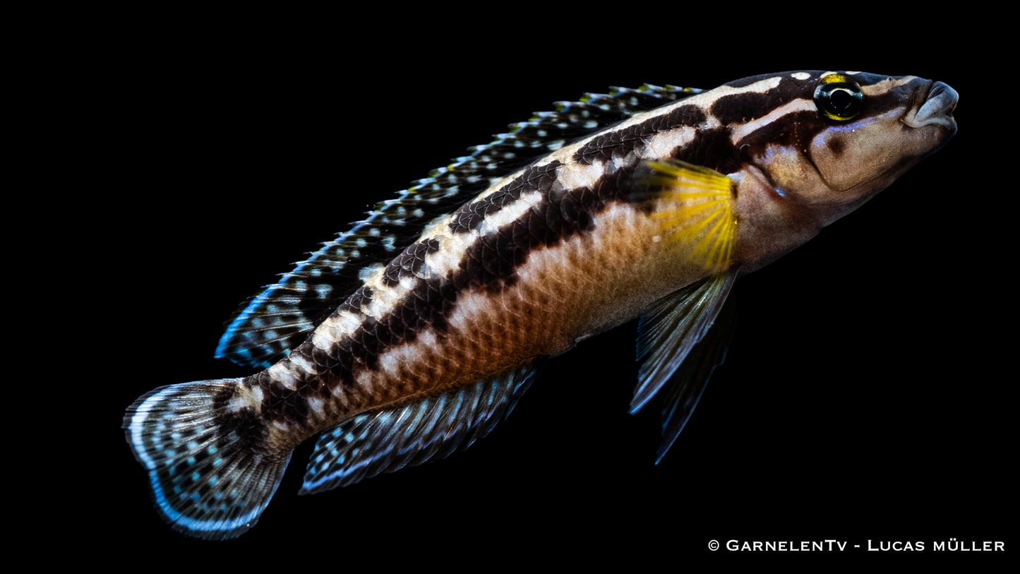 Schlankcichlide Schachbrett DNZ 4-5 cm