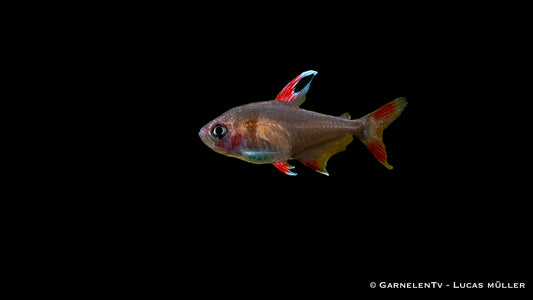 Schmucksalmler "white fin" ENZ med