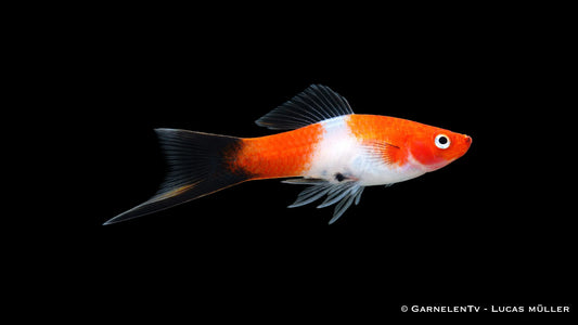 Schwertträger koi kohaku wagtail med (Asien)