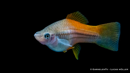 Schwertträger neon DNZ med